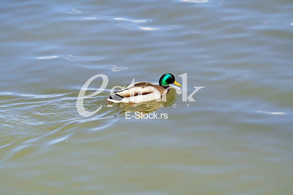 Divlja patka na reci Dunav, Wild duck on the Danube river