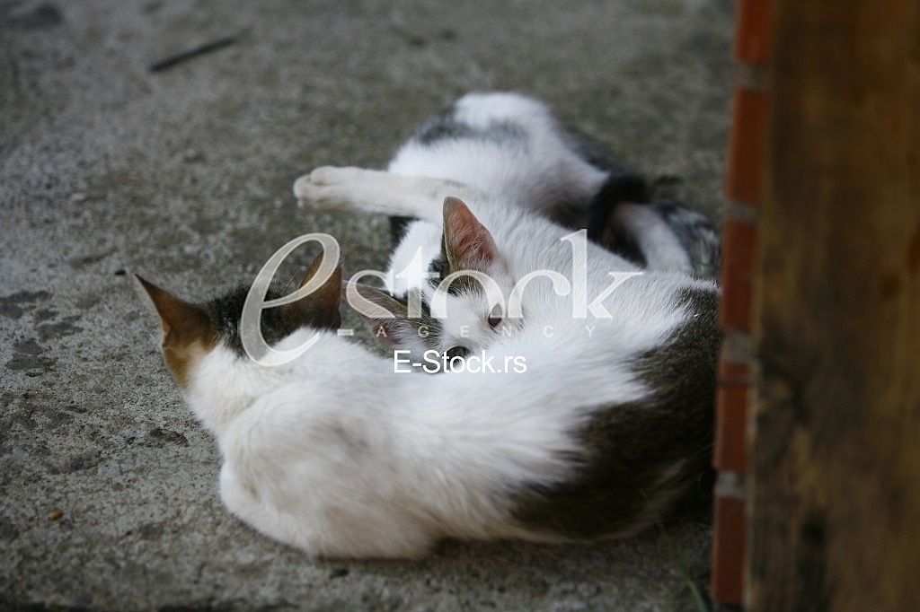 Cat pretty