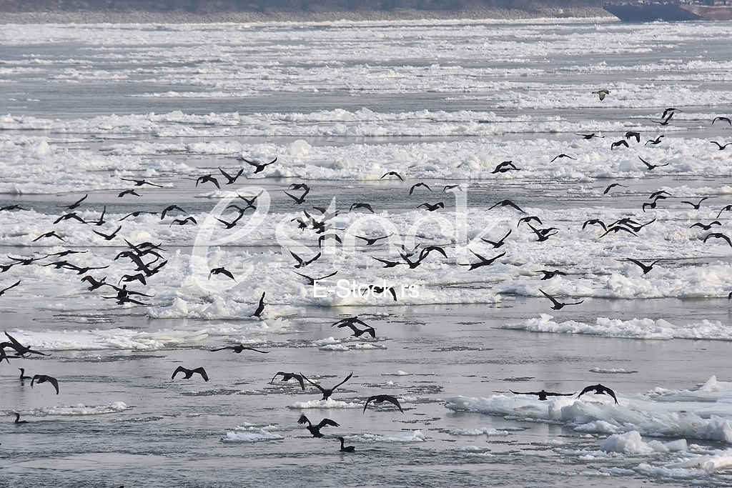 Zaledjen Dunav/ Frozen Danube