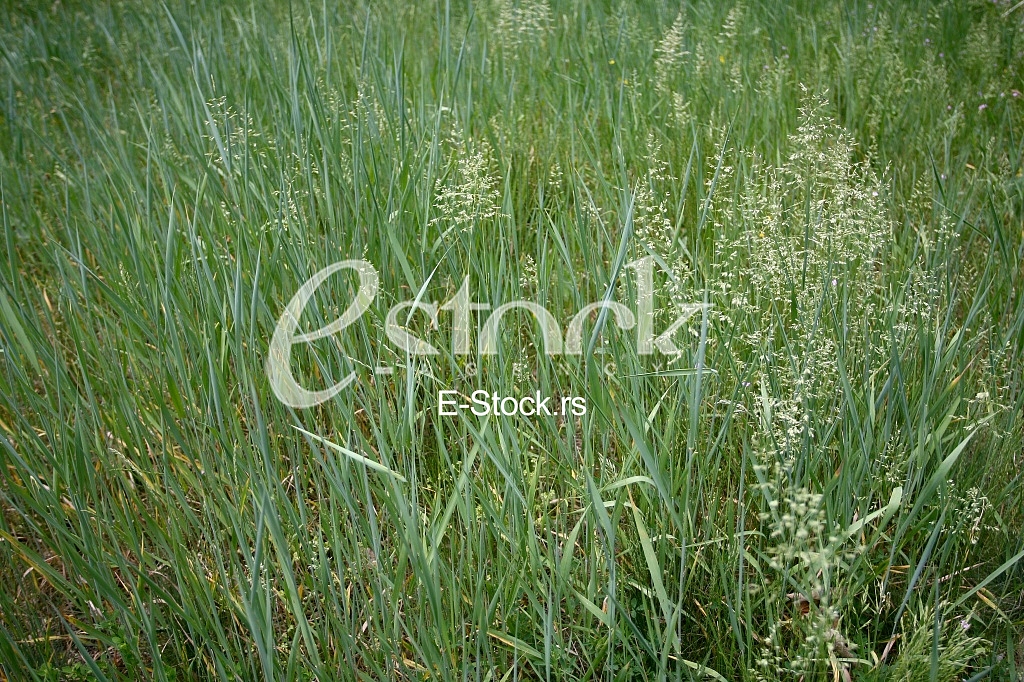 fresh spring green grass background texture straight