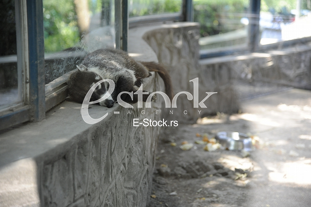 Belgrade zoo on summer day