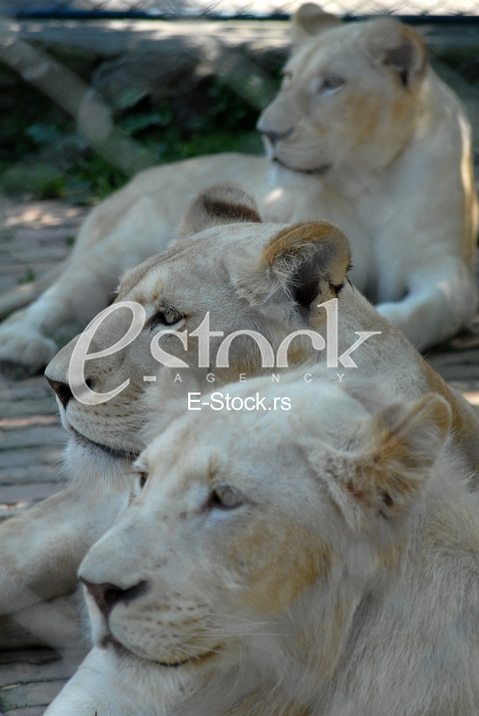 White lion