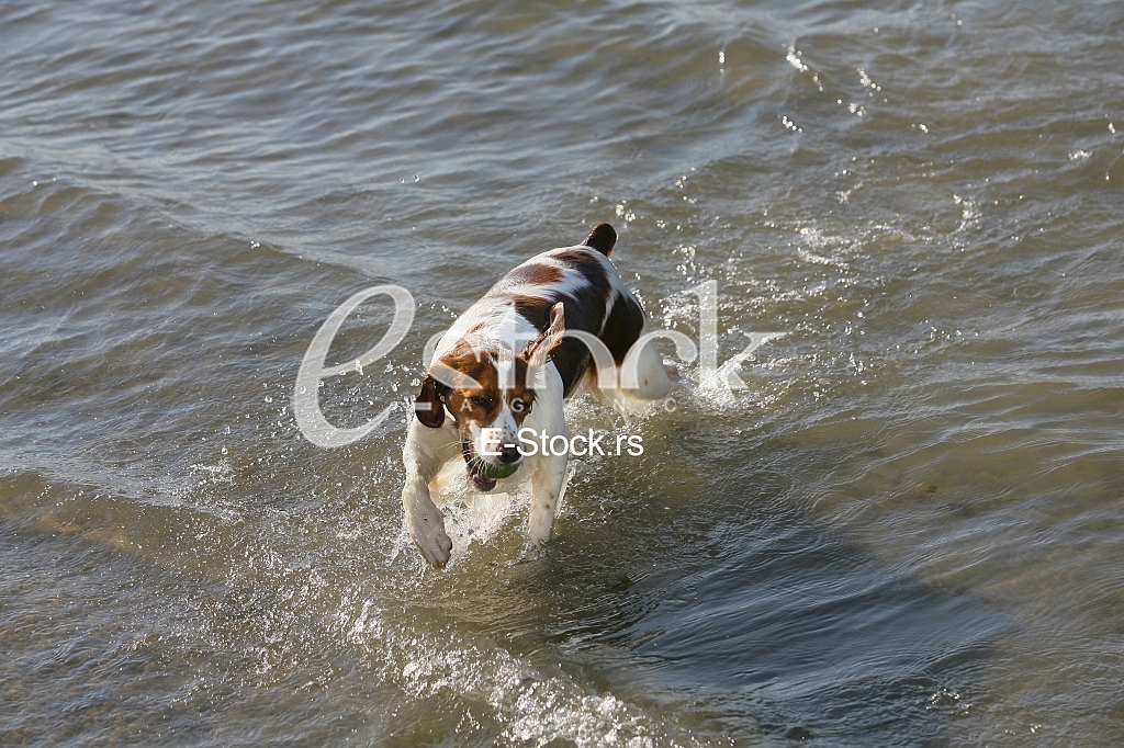 a dog swims in the water and playing with a ball in the water