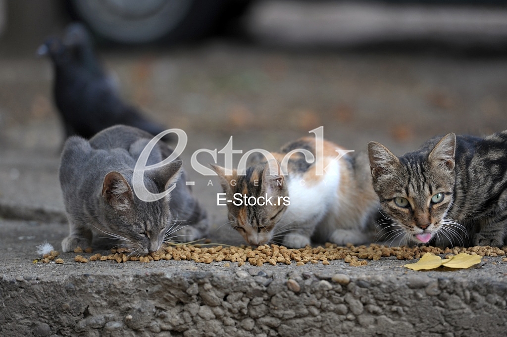 hungry cats and pigeons about cats