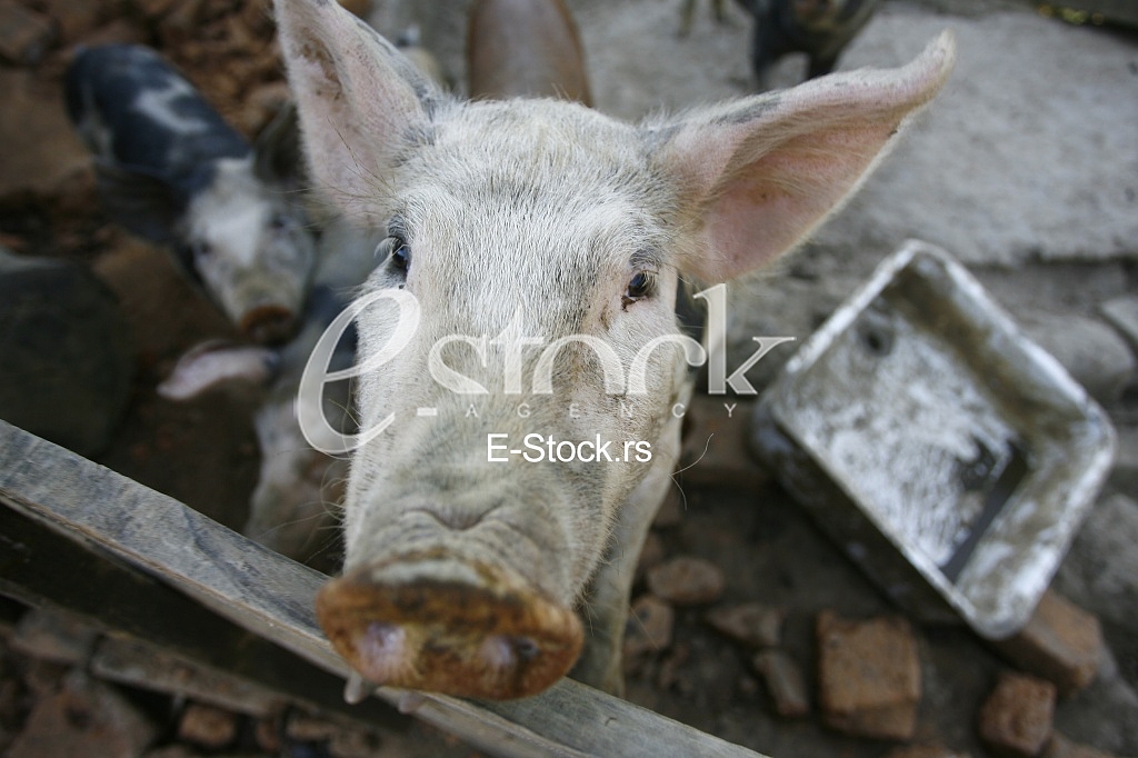 pigs on the farm