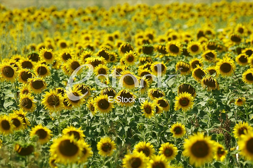 Field of sunflowers