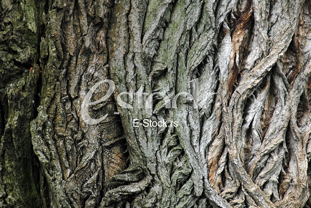 Wood