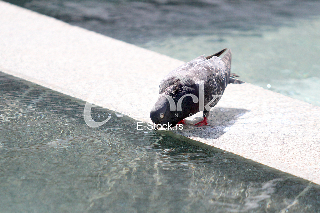High summer temperature
