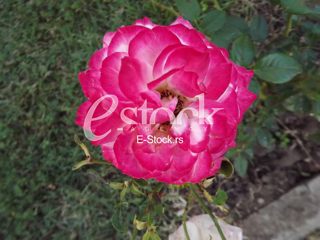 Ruza, rose, cvet