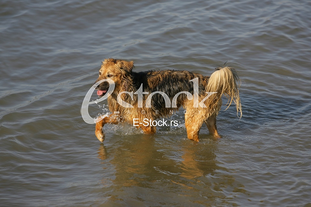 dog running through the water, dog runs on water