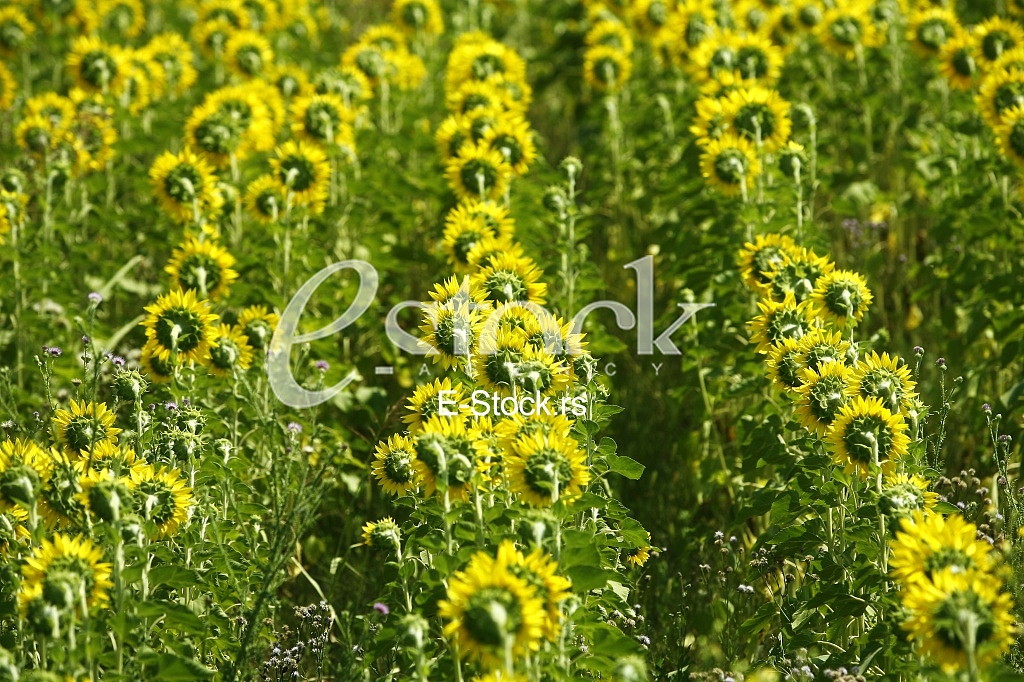 Field of sunflowers