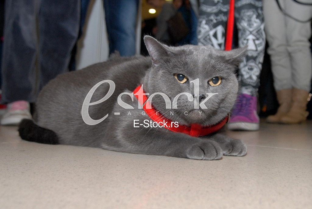 Cat show