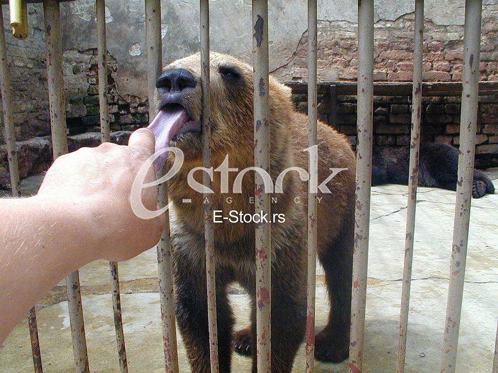 Playing with a bear in a zoo. Igranje sa medvedom u zoloskom vrtu,
