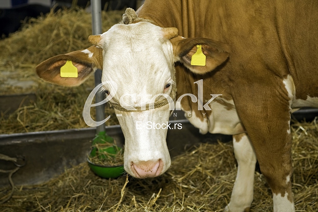 Cow