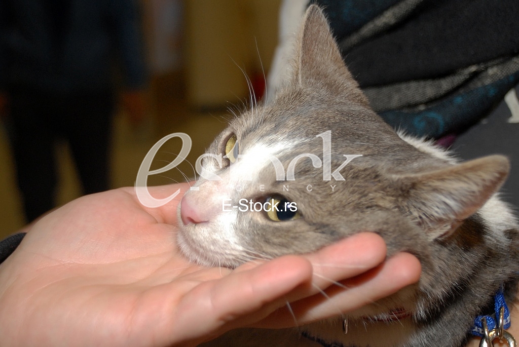 Cat show