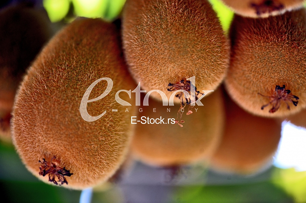 Fruits