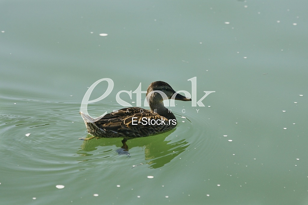 duck on the water