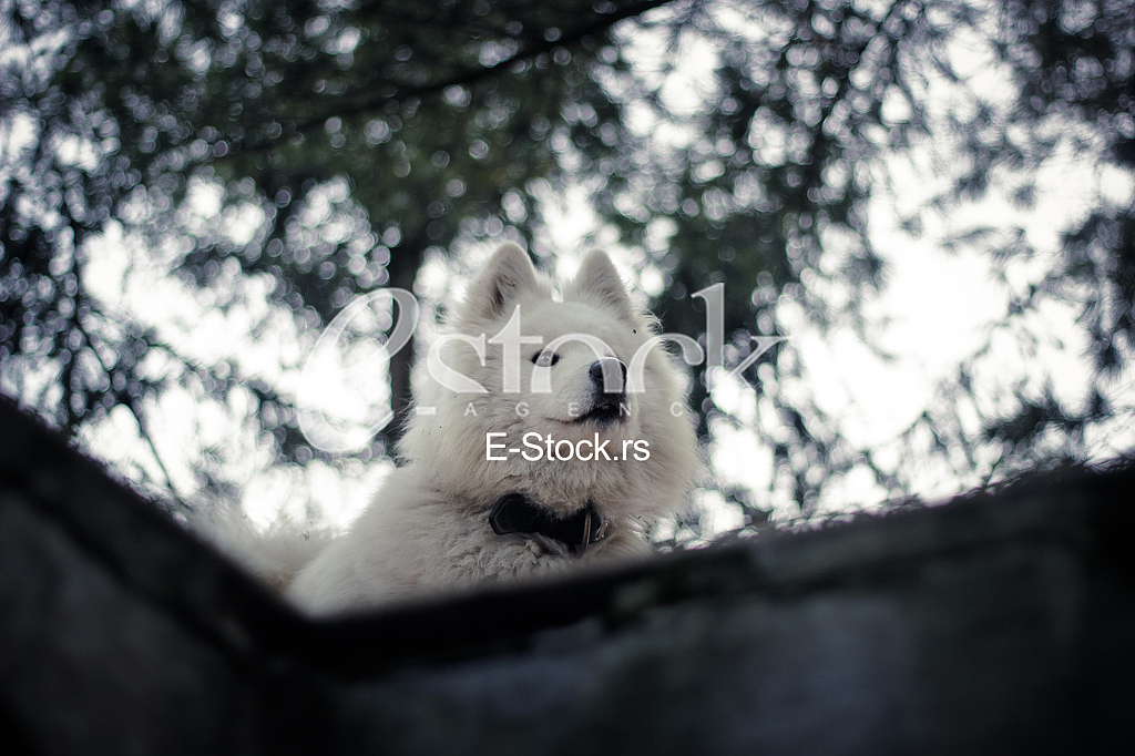 Samoyed
