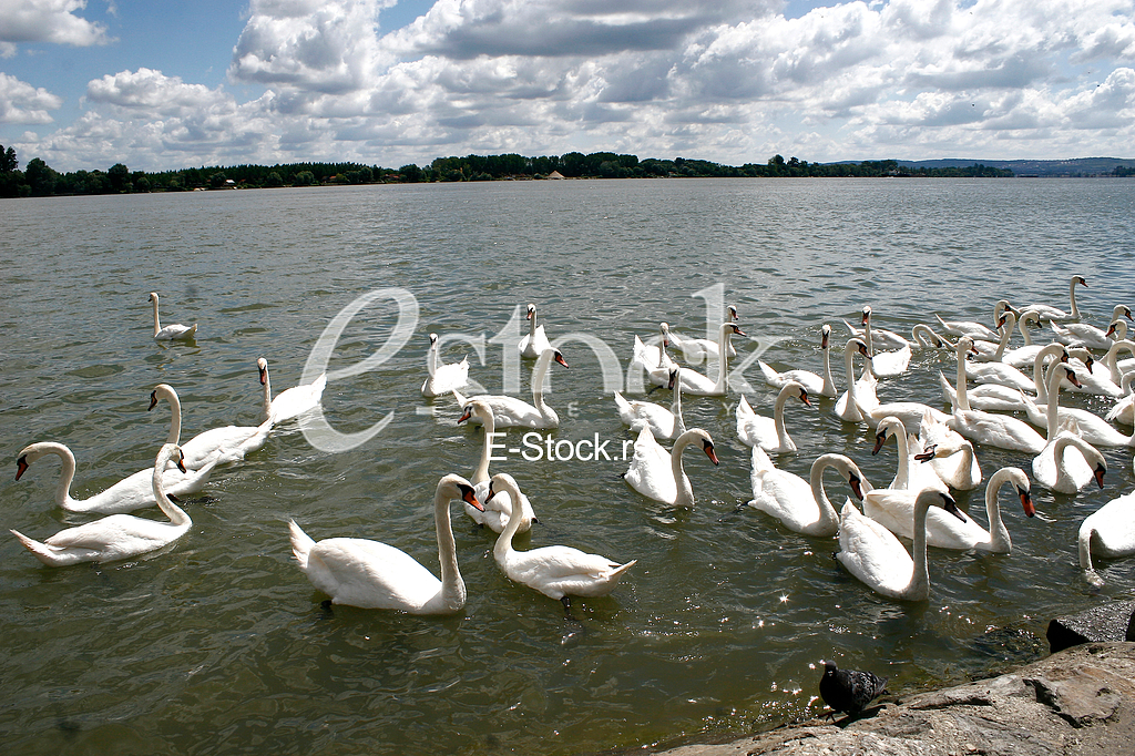 dunav , zemun, labudovi