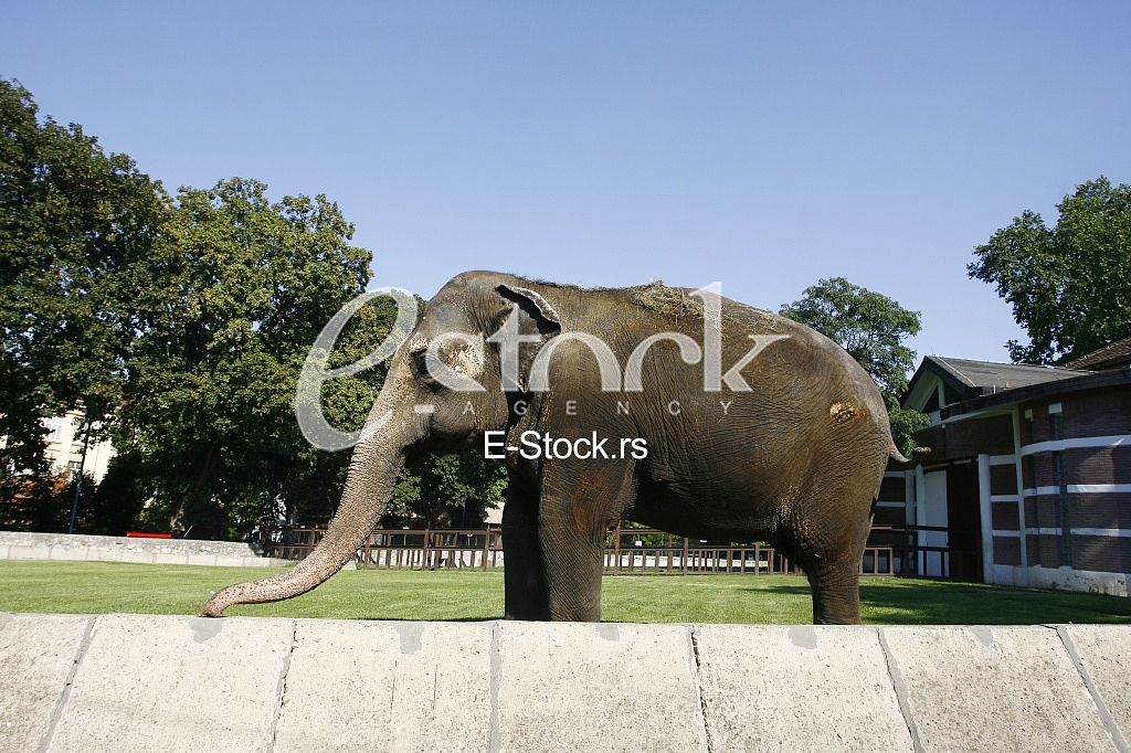 elephant