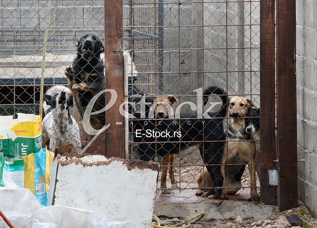 Association for adoption dogs 
