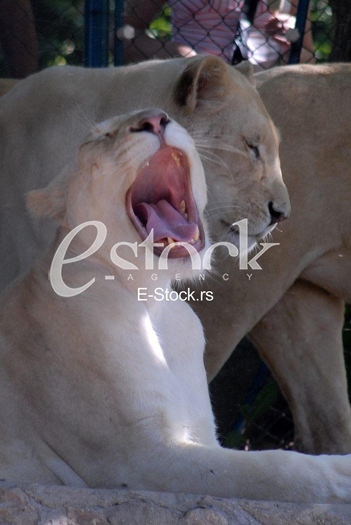 White lion