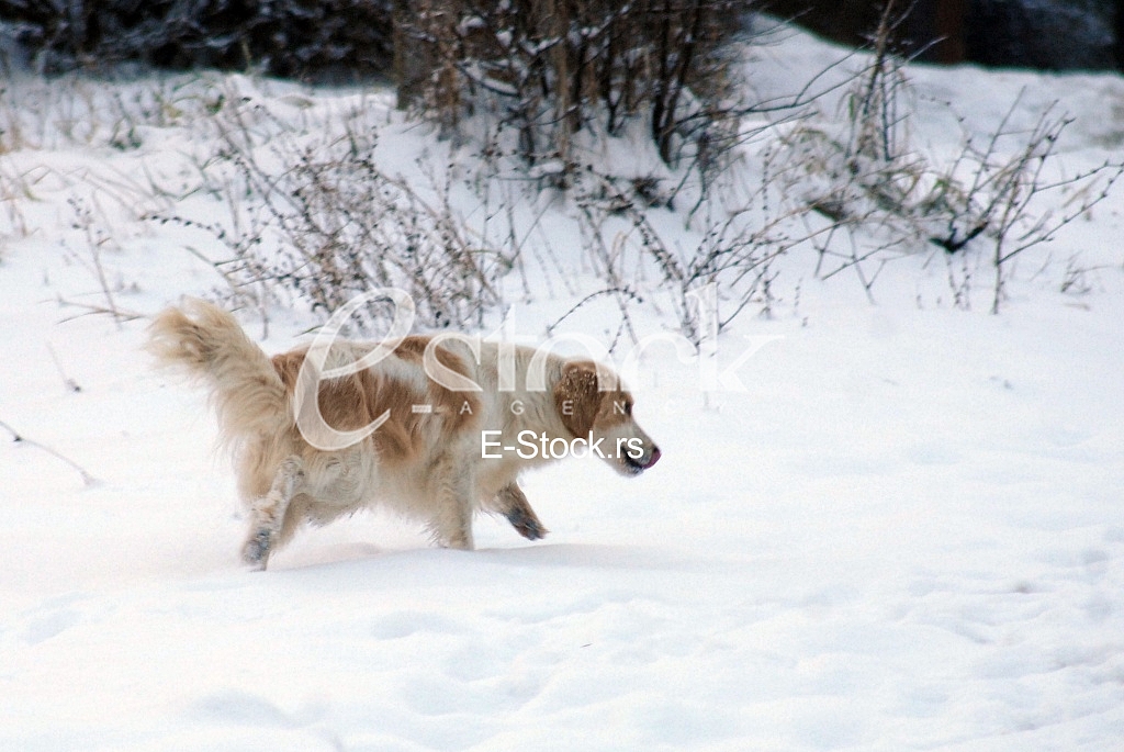 Hunting dog