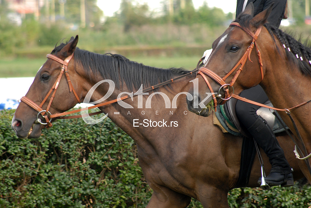 Ljubicevo Equestrian Games
