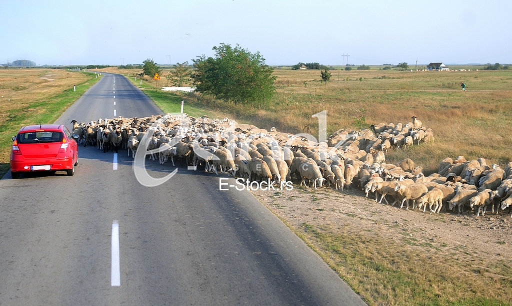 Sheep, animal