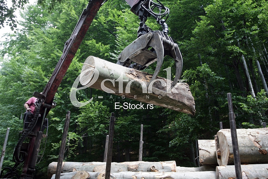 Forestry tree workers in the loading of logs with a crane