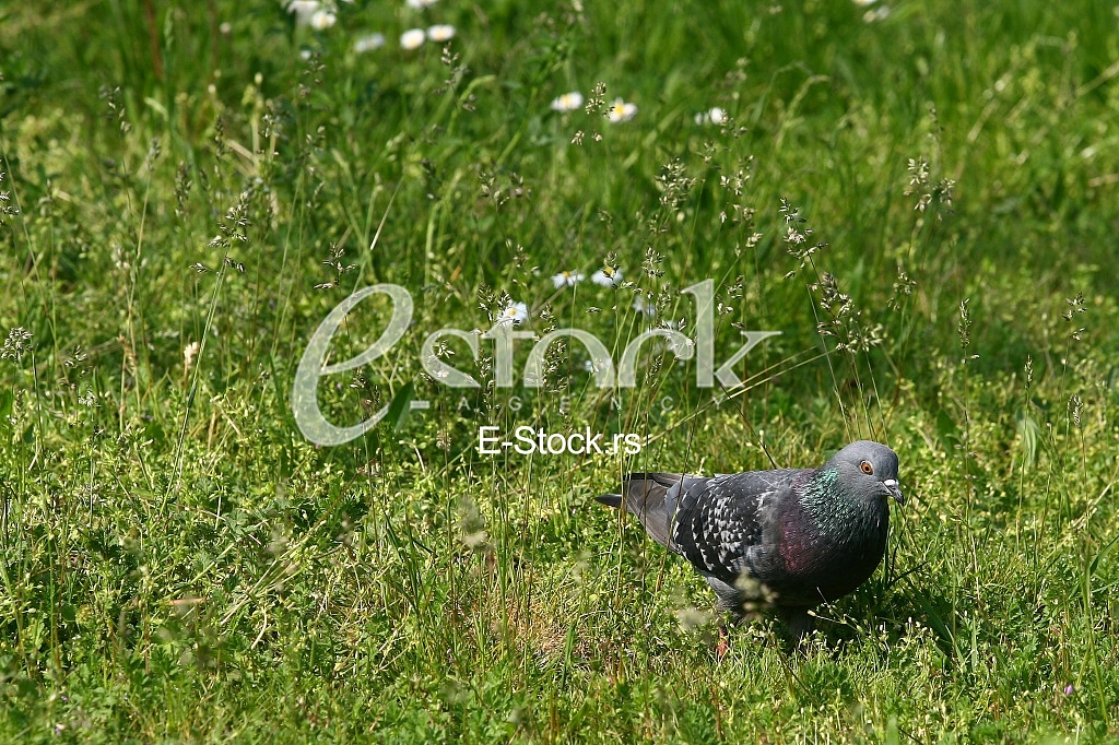 beautiful pigeon in the grass