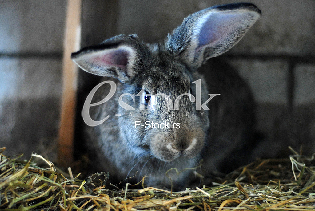 Rabbit