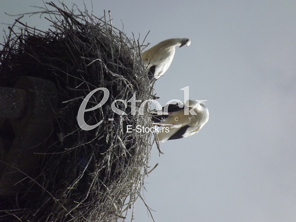 Stork, Roda Stork, Roda