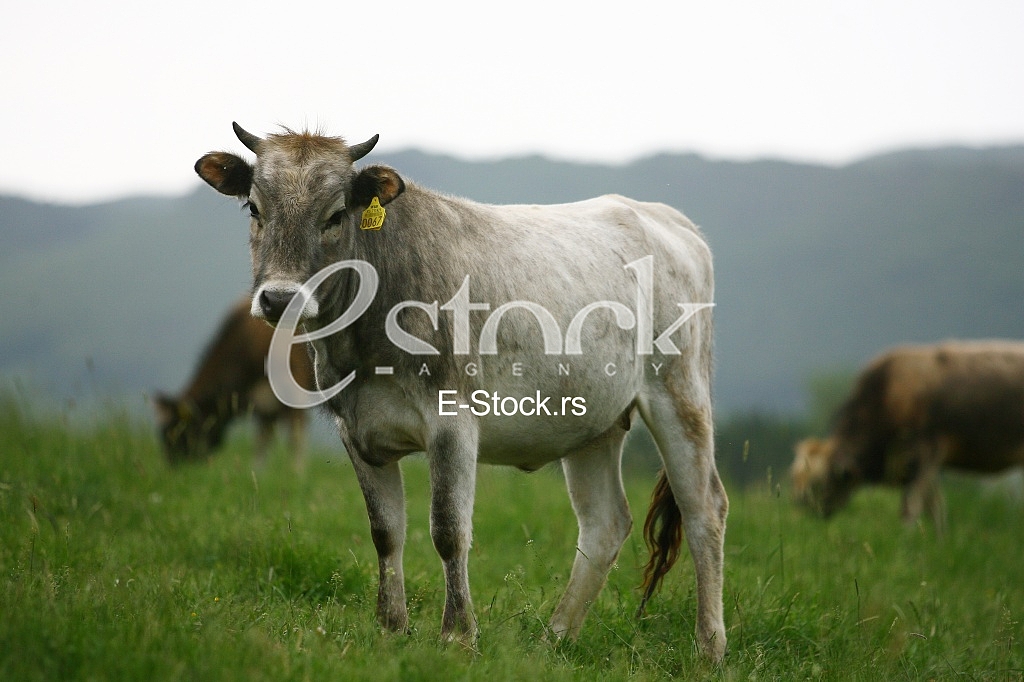 Cows grazing on a green summer meadow
