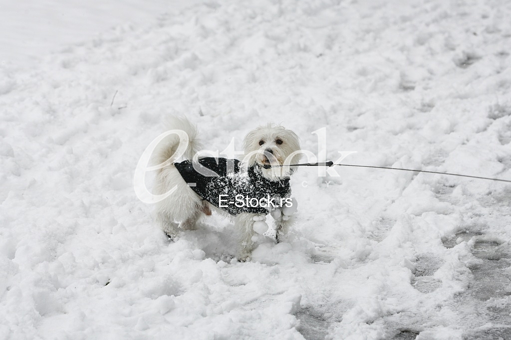 little white dog terrier winter