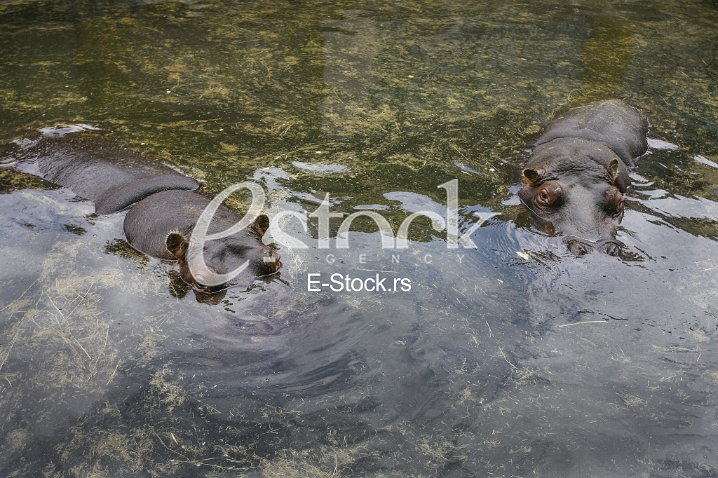 hippo resting in the water