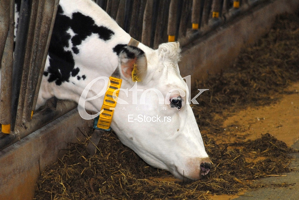  Balassa farm