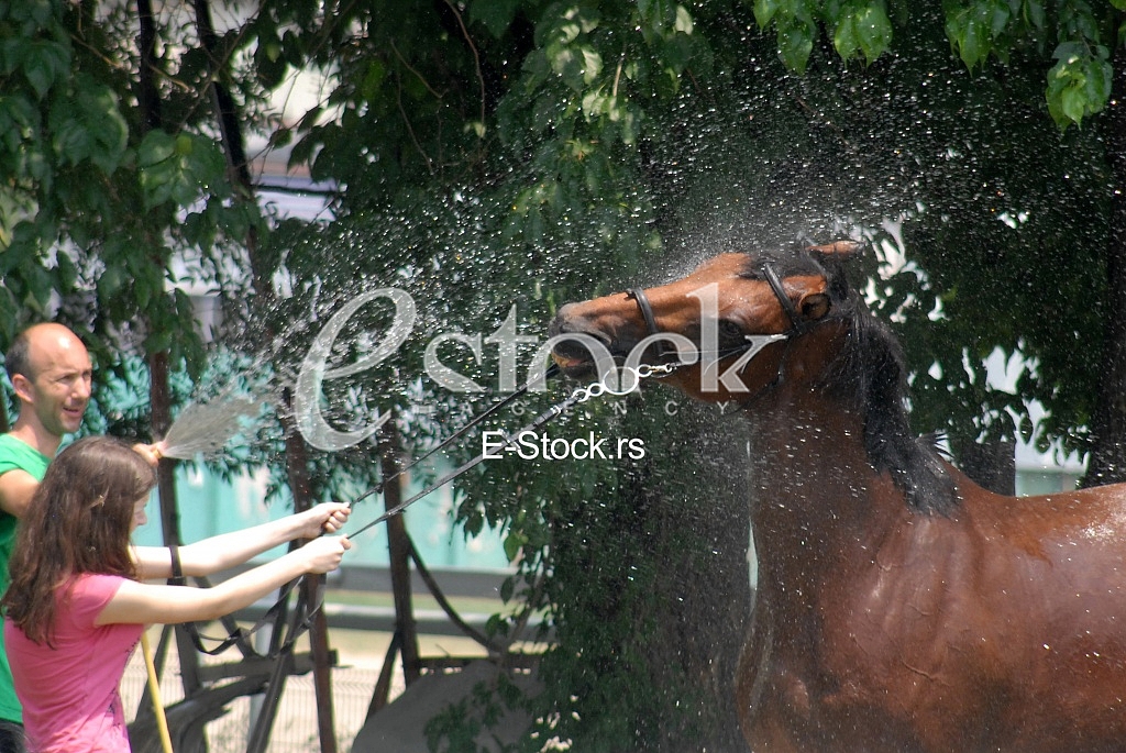 Horse