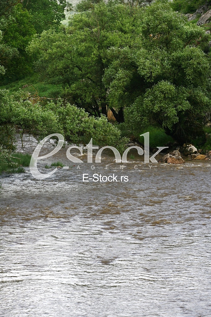 Mountain river flowing at summer forest landscape