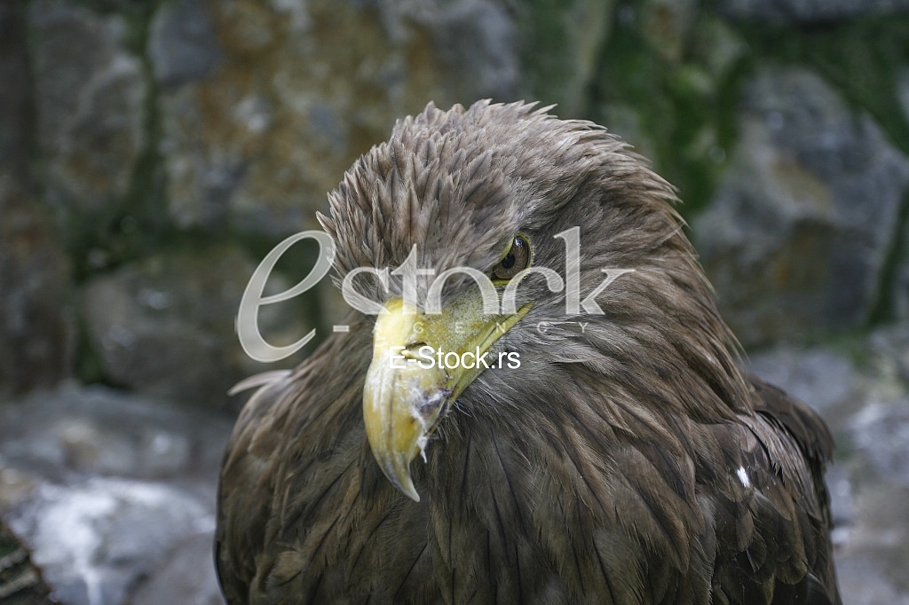 Eagle looking at the camera