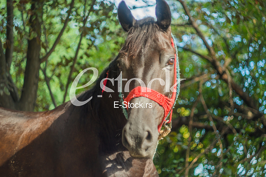 Horse on the street in the afternoon