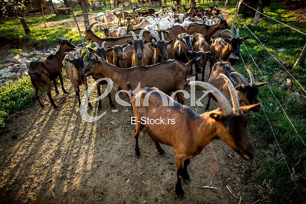 Goat farm Serbia