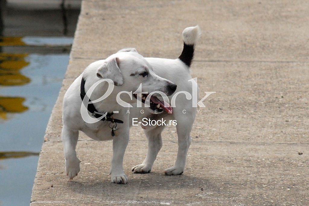 Dog playing