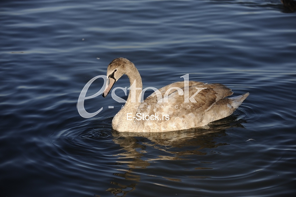 Swan on the River