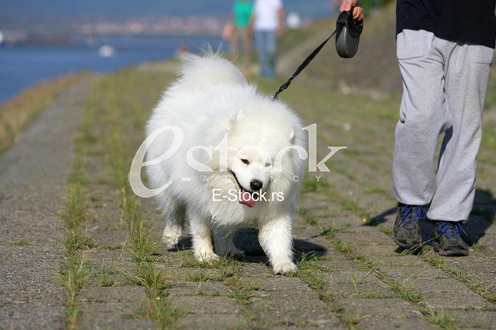 walking the dog on a beautiful sunny day
