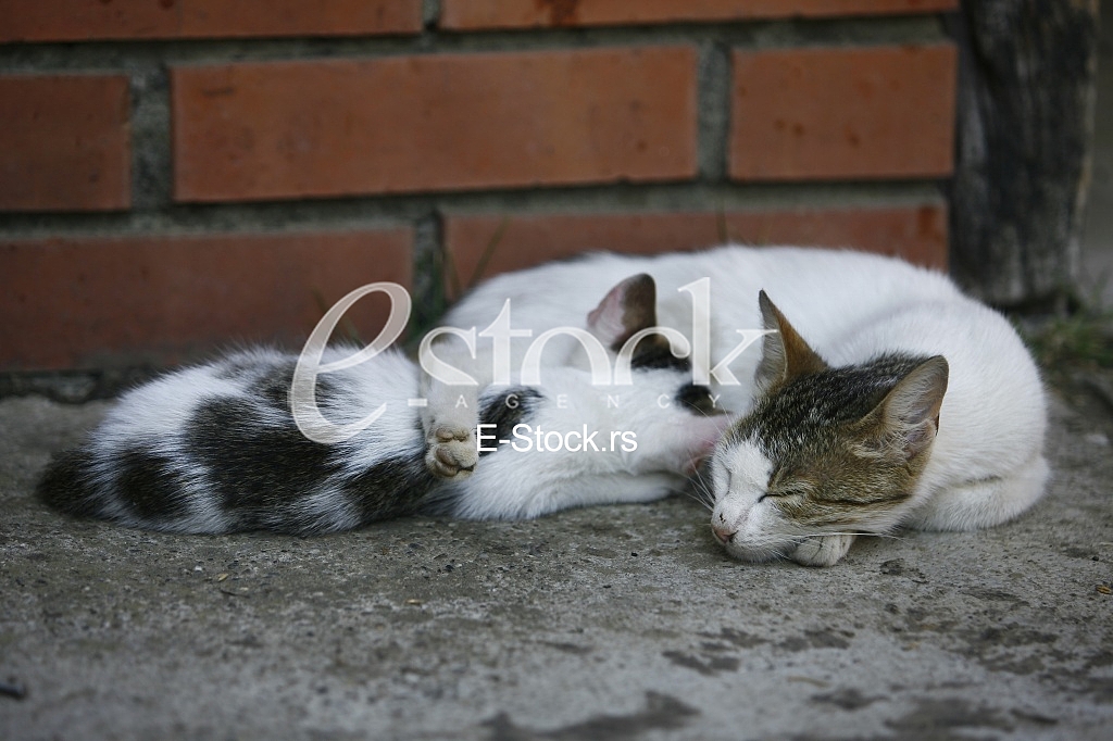 Cat pretty