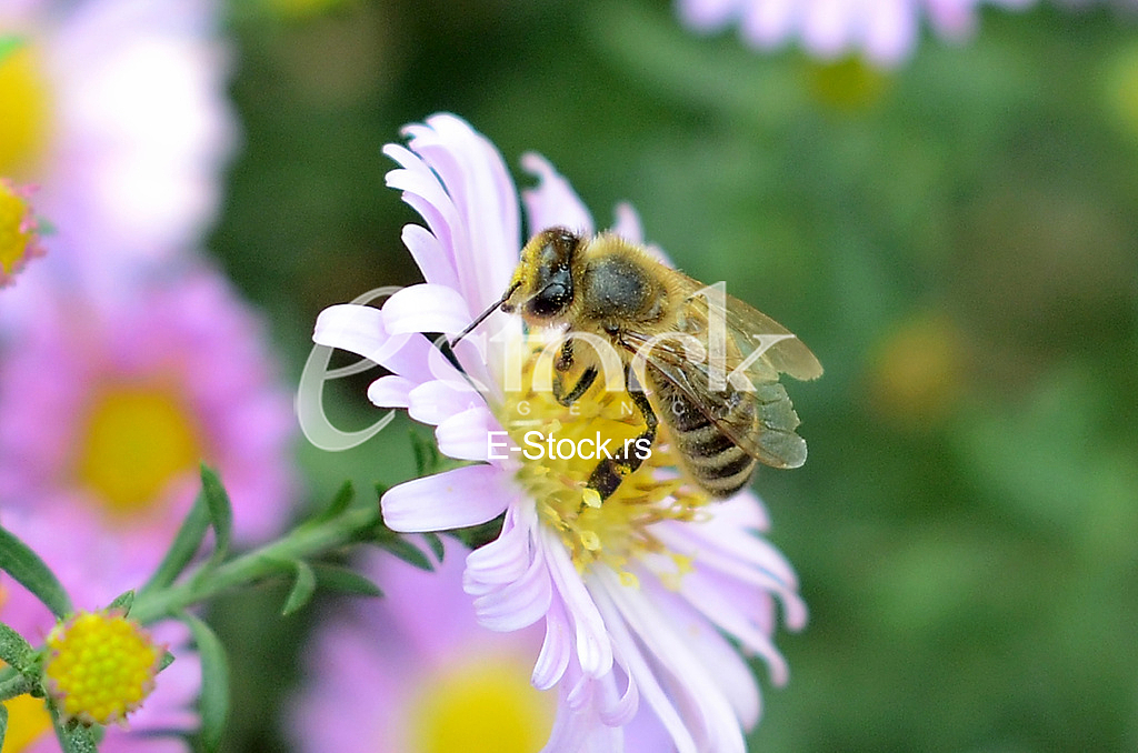 The bee