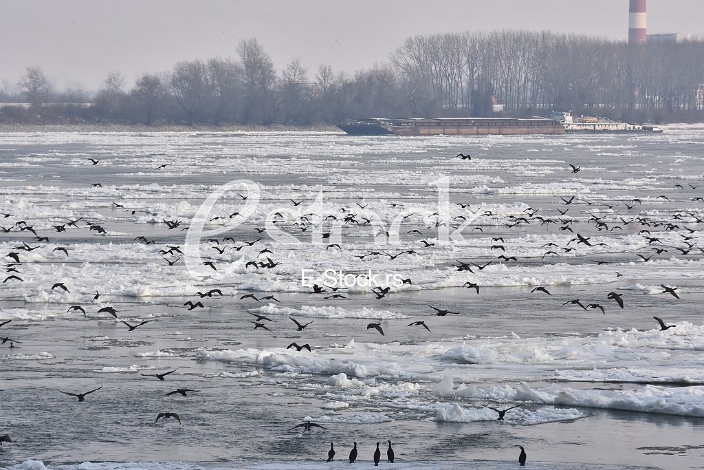 Zaledjen Dunav/ Frozen Danube