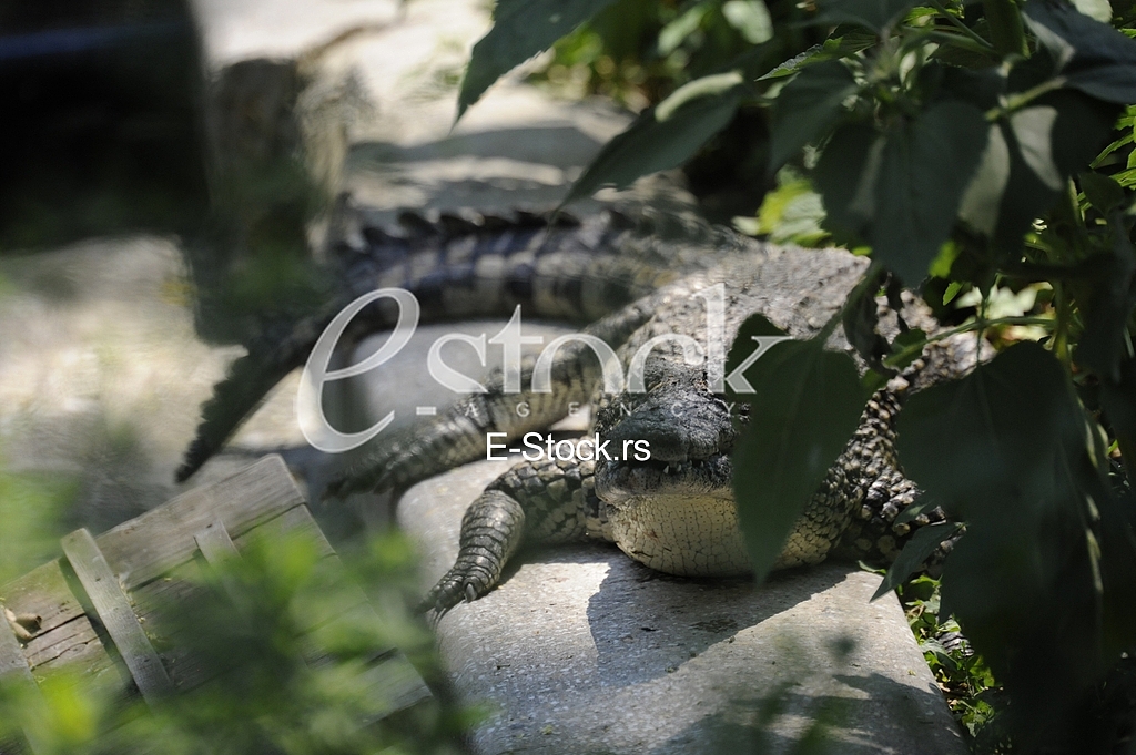 Belgrade zoo on summer day