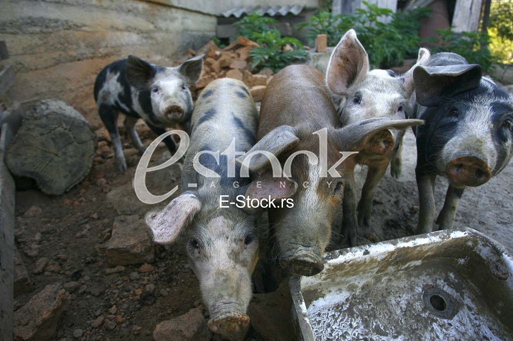 pigs on the farm
